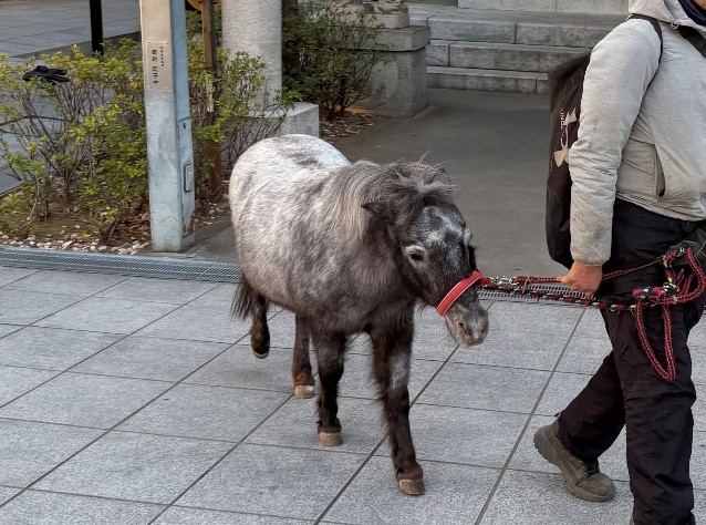 神田明神御神馬の「あかりちゃん」